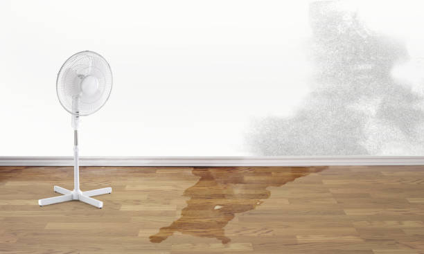 Best Mold removal after water damage  in White Bear Lake, MN